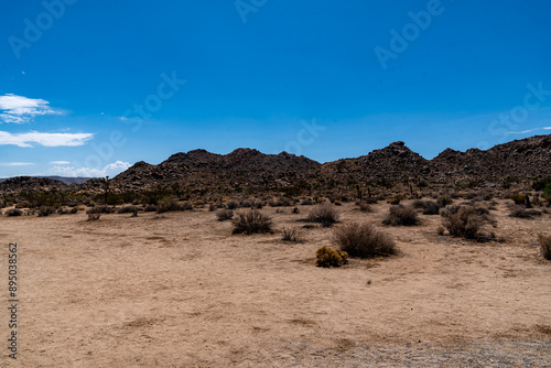 Obraz na płótnie Joshua Trees, cacti, and other succulents and plants as seen on a bright summer day at in sunny Southern California w salonie