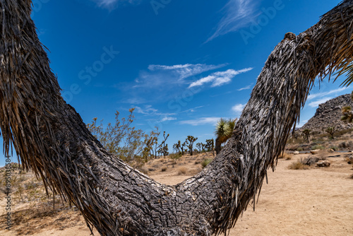 Obraz na płótnie Joshua Trees, cacti, and other succulents and plants as seen on a bright summer day at in sunny Southern California w salonie