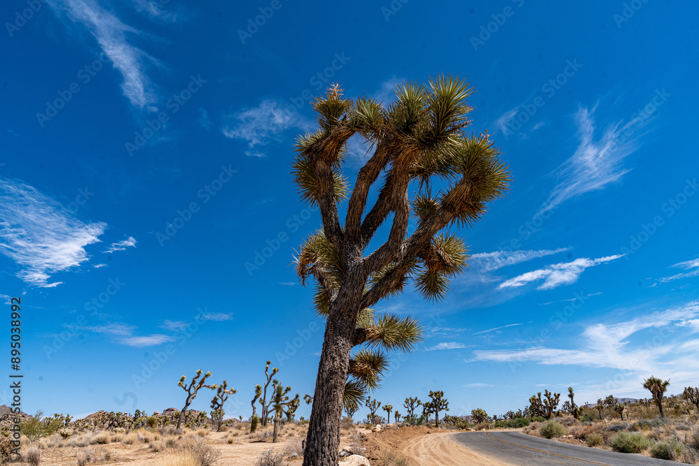 Joshua Trees, cacti, and other succulents and plants as seen on a bright summer day at in sunny Southern California