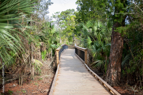 Wooden boardwalk through a dense forested area with palm trees