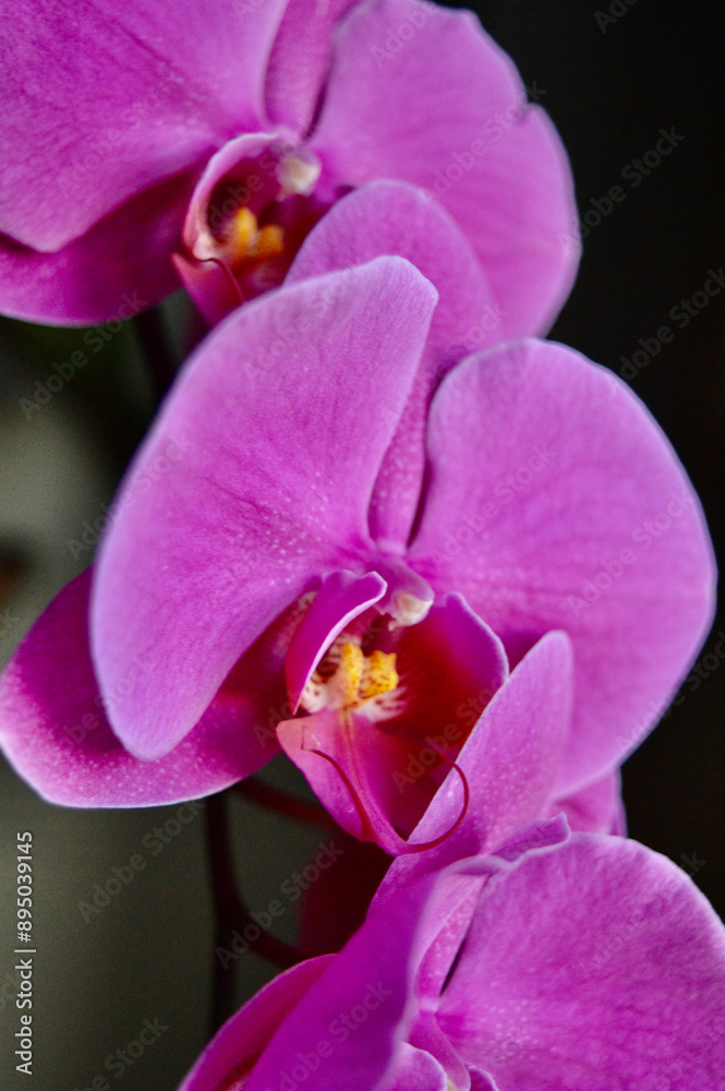 Pink Orchids showing Dorsal and Lateral Sepals Pink Orchids showing Dorsal and Lateral Sepals
