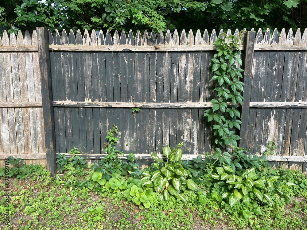Weathered wooden fence with creeping ivy and plants Weathered wooden fence with creeping ivy and plants