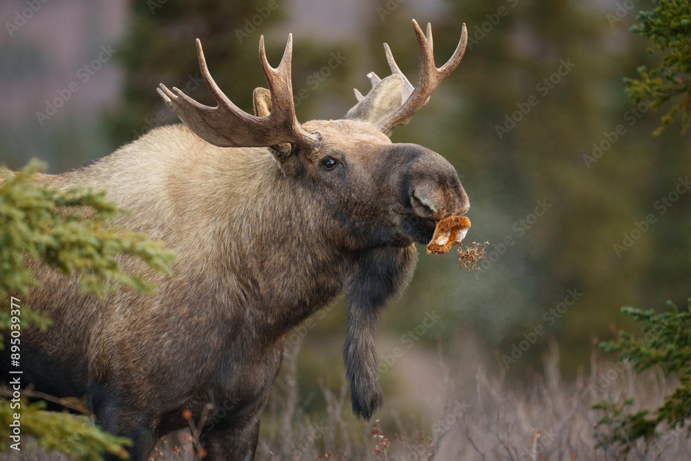 Young Bull Moose Eating a Mushroom Young Bull Moose Eating a Mushroom