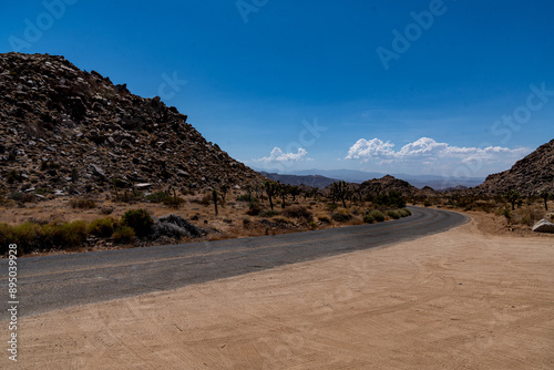 Joshua Trees, cacti, and other succulents and plants as seen on a bright summer day at in sunny Southern California 