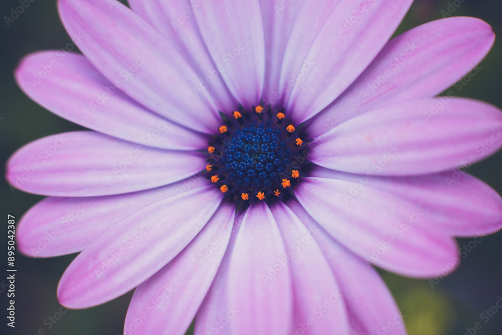 Purple flower with blue and orange details up close Purple flower with blue and orange details up close