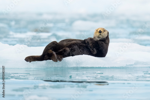 Northern sea otter resting on iceberg in Alaska