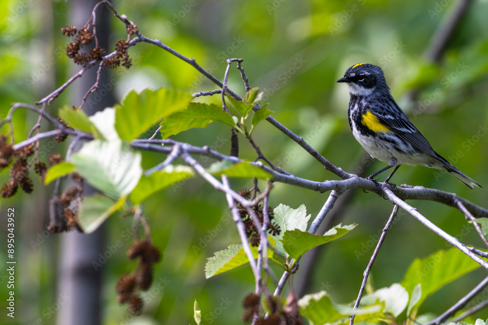 Close-up of a Yellow-Rumped Warbler (Setophaga coronata) standing on a branch in Wrangell-St Elias National Park and Preserve; Alaska, United States of America Close-up of a Yellow-Rumped Warbler (Setophaga coronata) standing on a branch in Wrangell-St Elias National Park and Preserve; Alaska, United States of America