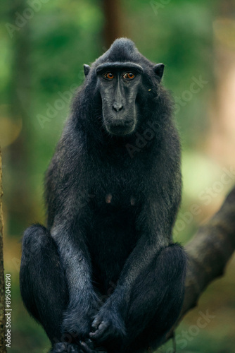 Celebes crested macaque (Macaca nigra) sitting on a tree limb in Tangkoko Batuangus Nature Reserve, Indonesia; Bitung Utara, Batuputih Atas, Kecamatan Ranowulu, Kota Bitung, Sulawesi Utara, Indonesia photo