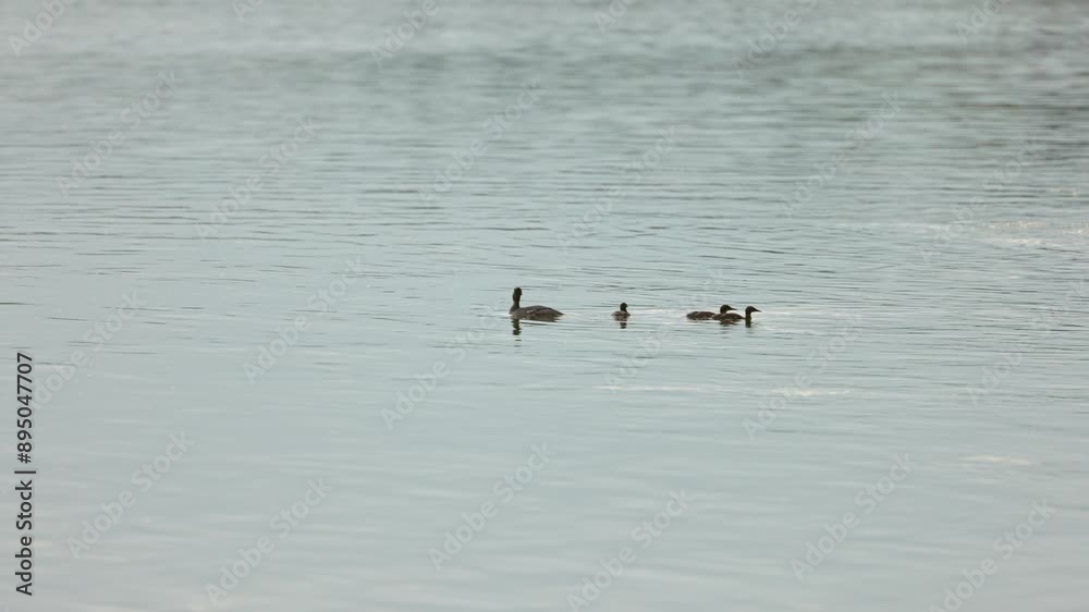 Family of Grebe weave through the water canvas, each stroke silent motion Family of Grebe weave through the water canvas, each stroke silent motion