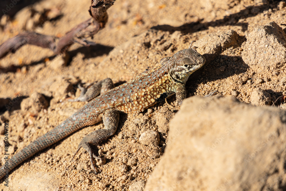 Macro of Side Blotched Lizard looking. Photograph taken in hills above Simi Valley California. Macro of Side Blotched Lizard looking. Photograph taken in hills above Simi Valley California.