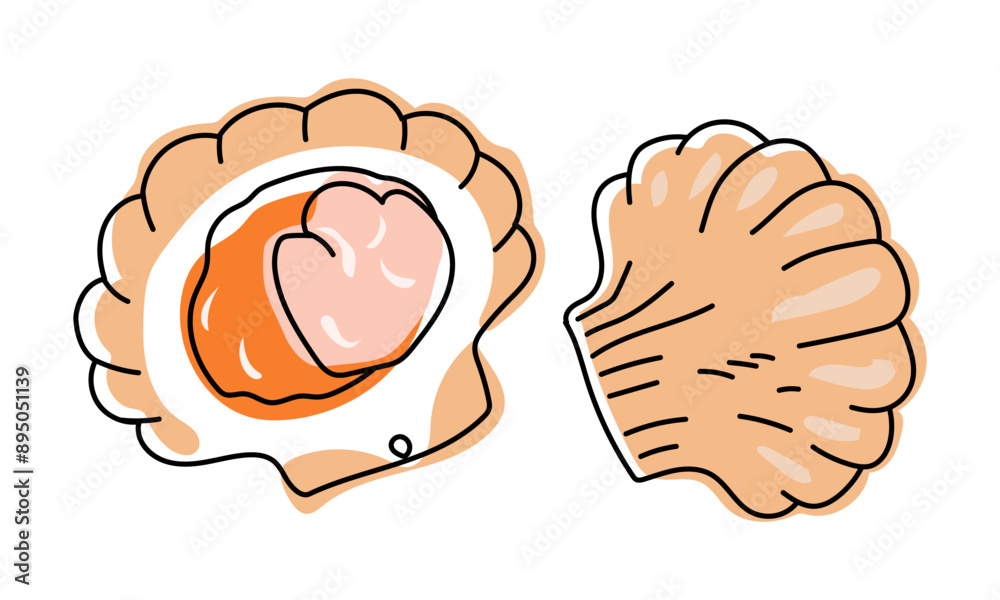 Scallop, open shell with clam. Seafood, for menu design, packaging, restaurants and catering. Hand drawn Scallop, open shell with clam. Seafood, for menu design, packaging, restaurants and catering. Hand drawn