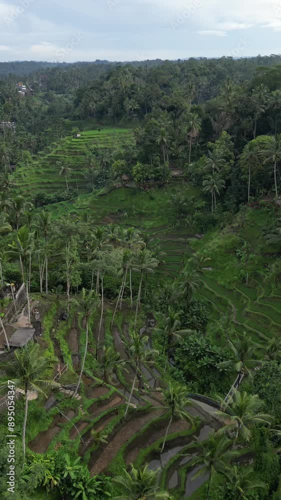 Aerial view of the beautiful Tegallalang rice terrace surrounded by tropical forest in Gianyar, Bali Aerial view of the beautiful Tegallalang rice terrace surrounded by tropical forest in Gianyar, Bali