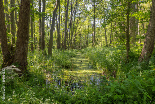 Darsswald Naturbelassen