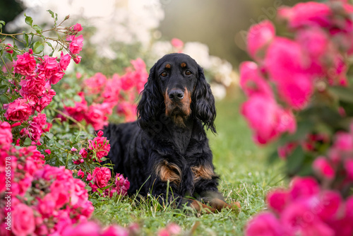 amazing gordon setter dog breed with flowers photo