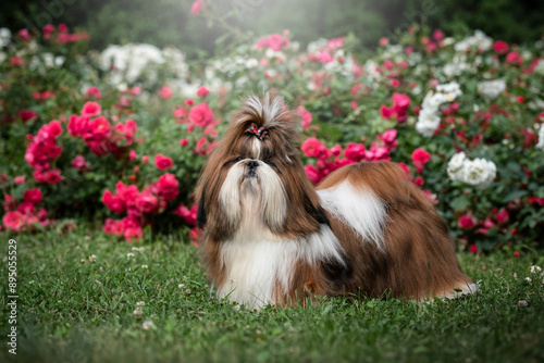 Bild auf Leinwand this-tzu dog breed brown and white with rosses flowers