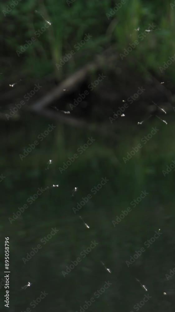 Mosquito Swarm in Slow Motion Vertical Video Mosquito Swarm in Slow Motion Vertical Video