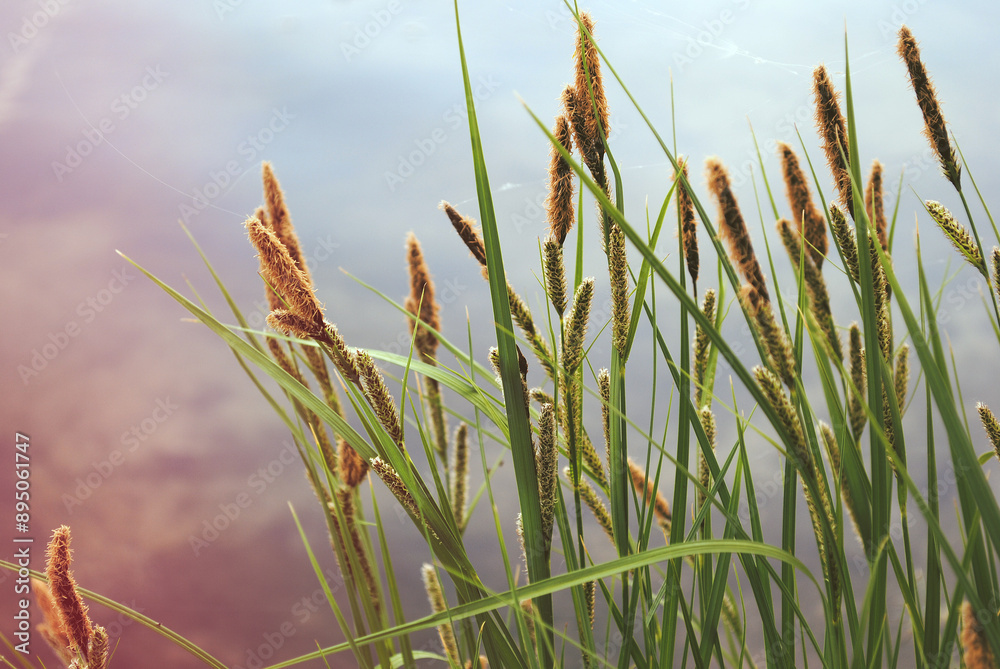 Obraz premium grass and water