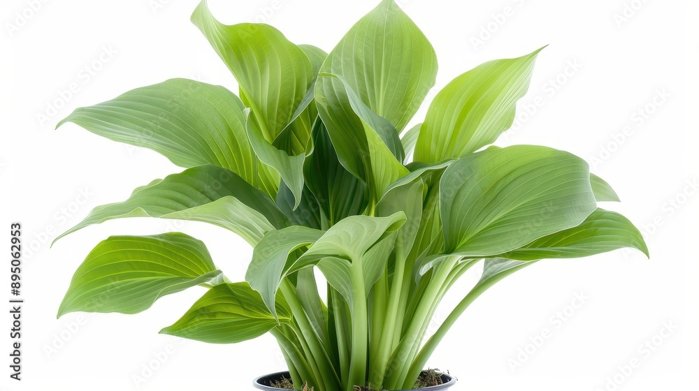 A green plant with leaves is in a black pot A green plant with leaves is in a black pot