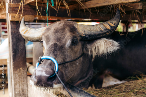 Close-up of a buffalo with nose ring and rope in a corral at the Buffalo Market, North Toraja, Indonesia; Rantepao, North Toraja, South Sulawesi, Indonesia photo