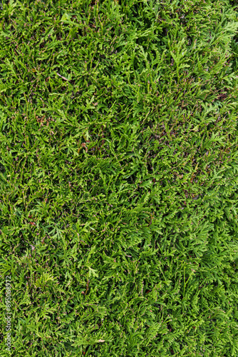 Green background of thuja leaf pattern close-up. Texture of green leaves