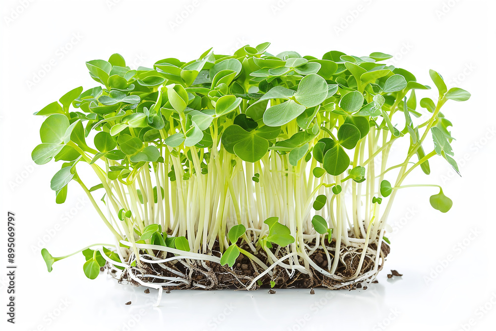 Naklejka premium Fresh pea microgreen sprouts isolated on a white background