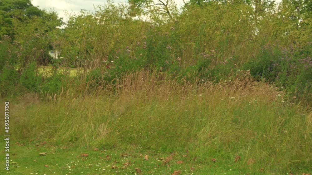 Green Space in West Ham Park . London, UK, 7 July 2024