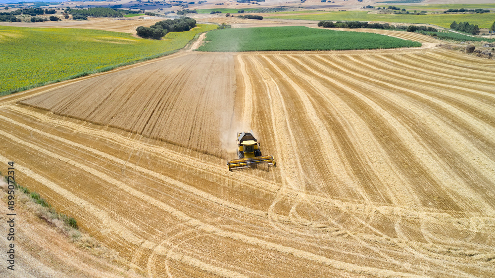 Obraz premium Combine Harvester in a Wheat Field, Oteiza