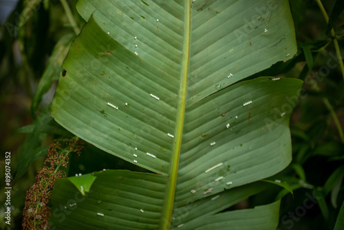 utterfly larvae placed under a green leaf. photo