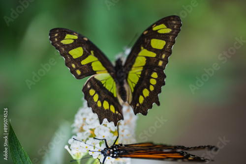Photos Butterfly Philaethria dido, the rare bamboo swallowtail or longwing dido