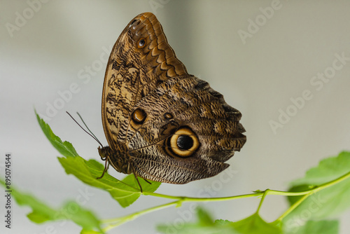 Photography Butterfly Caligo Martia