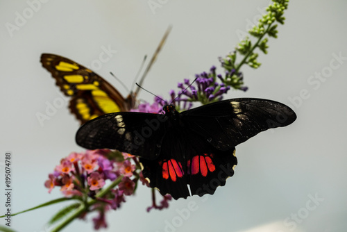 Butterfly Papilio anchisiades on a flower– a species of butterfly from the family Swallowtails and the subfamily Papilioninae. photo