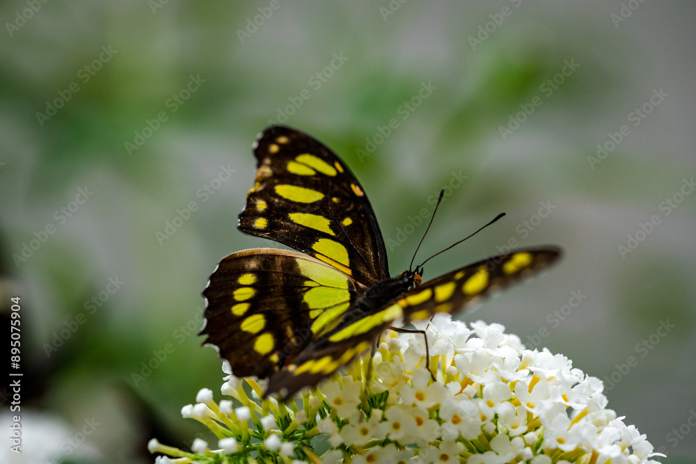 Butterfly Philaethria dido, the rare bamboo swallowtail or longwing dido. A butterfly from the Nymphalidae family. Butterfly Philaethria dido, the rare bamboo swallowtail or longwing dido. A butterfly from the Nymphalidae family.