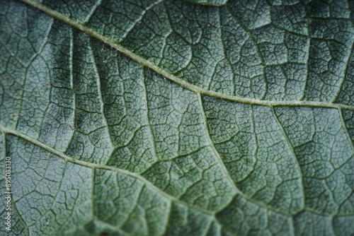 Texture detail of the veins of a leaf, macro lens image