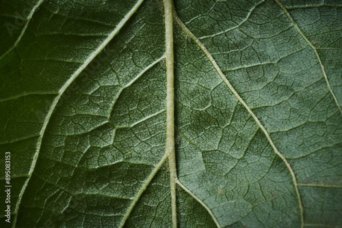 Fototapeta Naklejka Na Ścianę i Meble -  A horizontal image capturing the intricate veins of a leaf, showcasing the mesmerizing texture of a plant. A symbol of natural structure and elegance