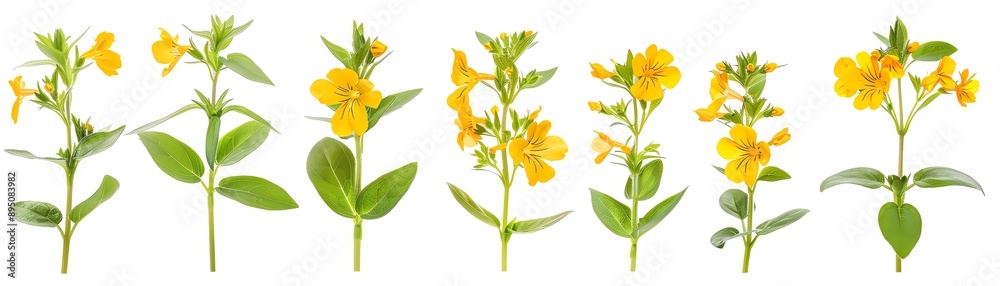 Fototapeta premium Wallflower plant from small plant to fullgrown compare difference real size have space between tree, realistic isolated on white background