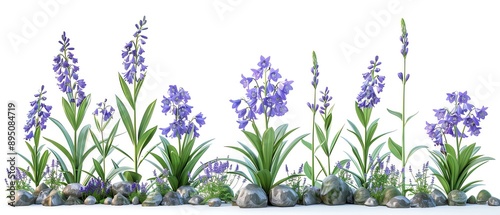 Bluebell plant from small plant to fullgrown compare difference real size have space between tree, realistic isolated on white background
