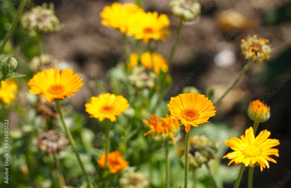 Marigolds
Marigolds