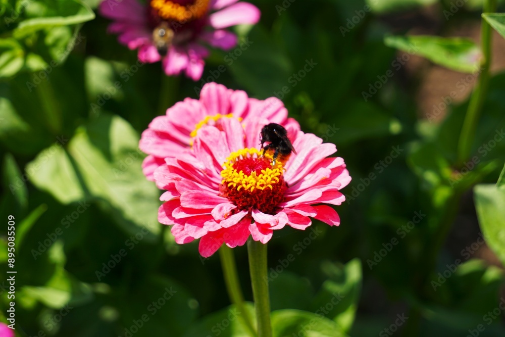 Obraz premium Zinnia