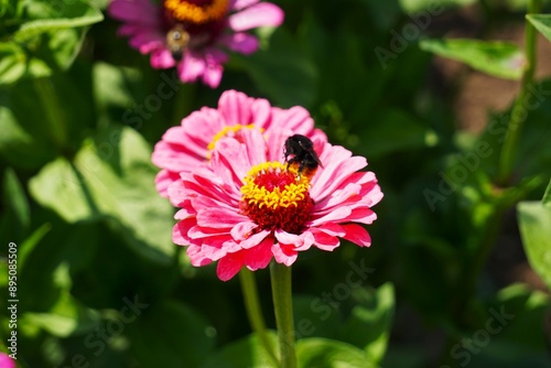 Zinnia 