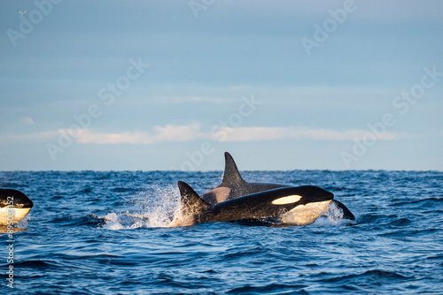 Orcas im norwegischen Fjord Atlantik Winter photo