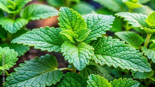 Close-up of Vibrant Green Mint Leaves, Texture, Herbal, Fresh, Aromatic
