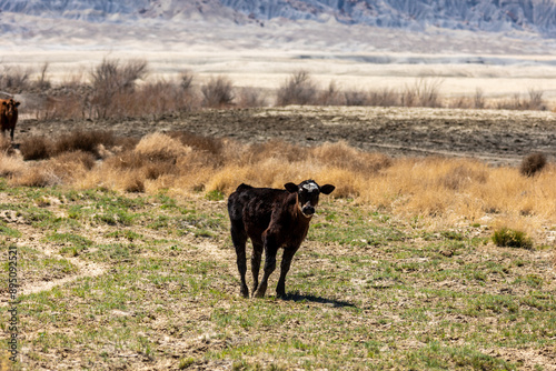 Calf on the open range of Utah.