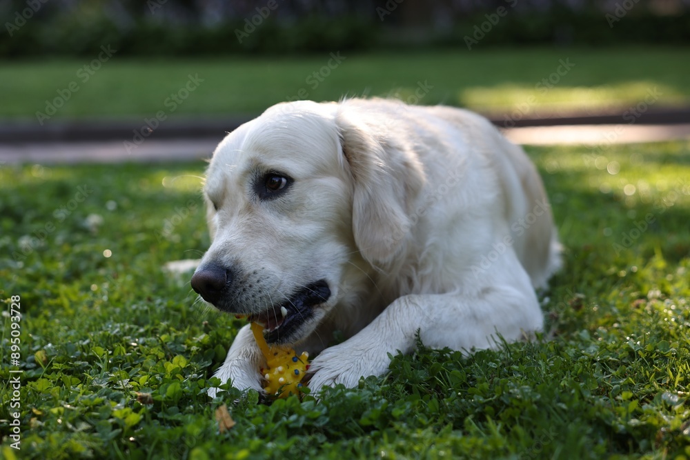 Cute Golden Retriever dog playing with toy outdoors Cute Golden Retriever dog playing with toy outdoors