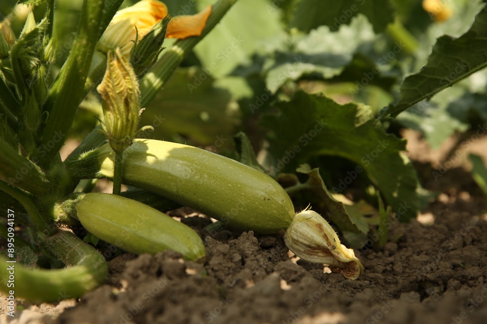 Obraz premium Zucchini plants with green leaves growing in field