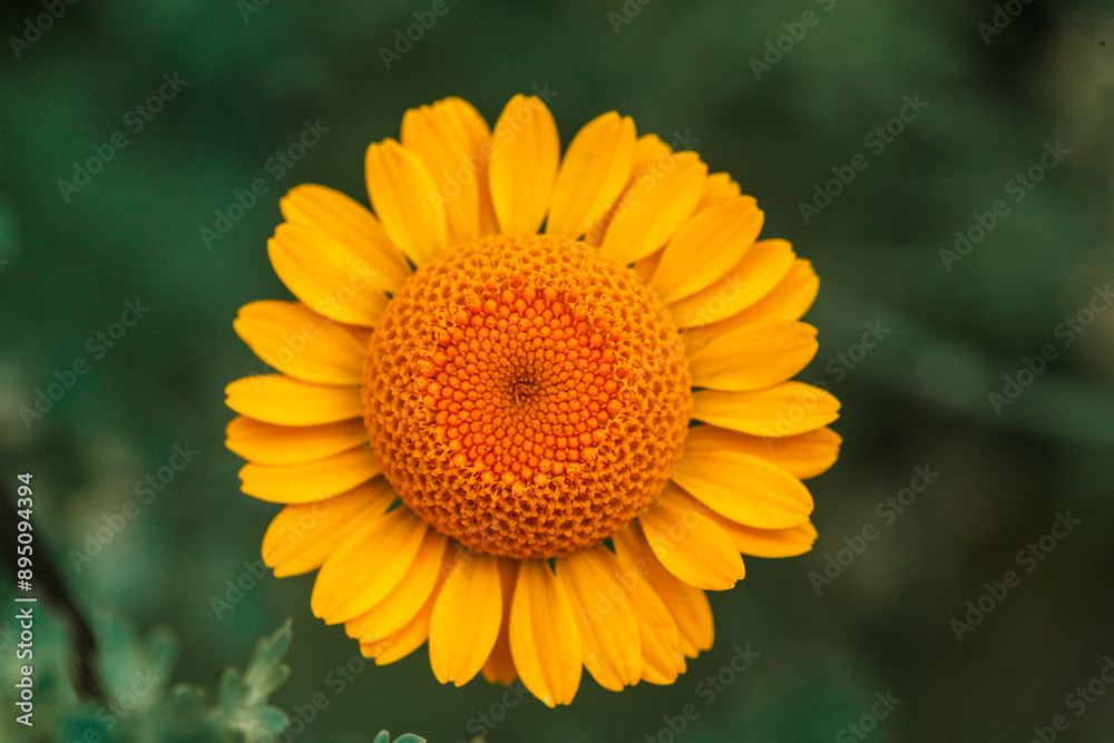 Obraz premium Färberkamille