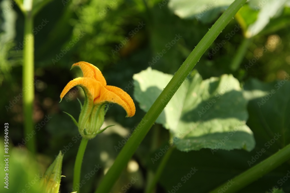 Obraz premium Blooming green zucchini plant growing in field, closeup