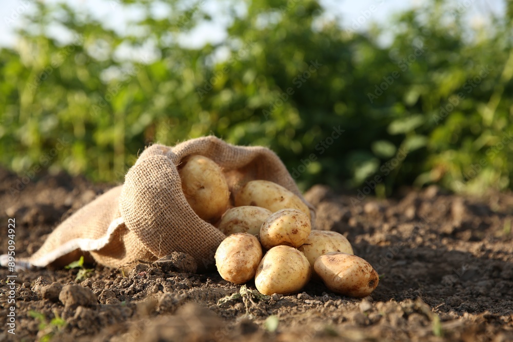 Overturned sack with fresh ripe potatoes outdoors Overturned sack with fresh ripe potatoes outdoors