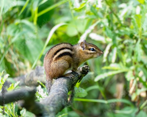 Chipmunk on Tree Branch in Forest in Summertime