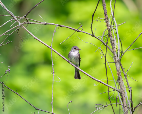 Bird on a Branch in Summertime-Eastern Wood-Peewee-Birds in Nature