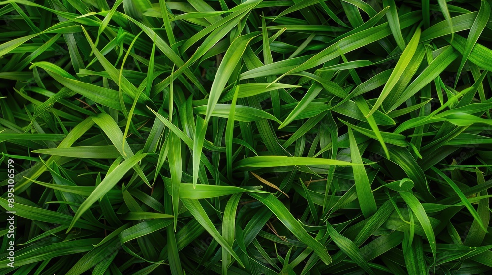 Close-up of green grass texture background Close-up of green grass texture background